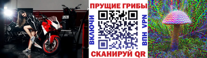 дарнет шоп  Дубна  Псилоцибиновые грибы прущие грибы 